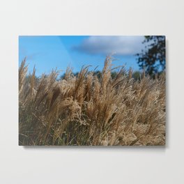 Chinese Silver Grass in a Yorkshire Garden Metal Print | Miscanthussinensis, Grasses, Silvergrass, Chinesesilvergrass, Garden, Seeds, Grass, Photo, Maidensilvergrass, Plant 