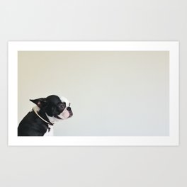 Sad Boston Terrier. Art Print