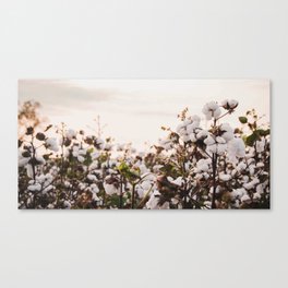 Cotton Field 6 Canvas Print