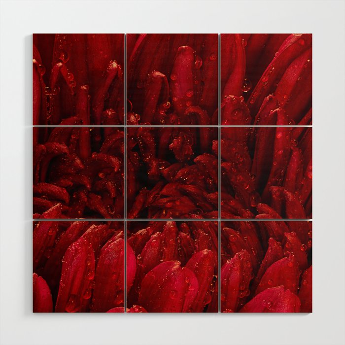 Red Chrysanthemum Macro 1 Wood Wall Art