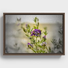 Alfalfa Flower Framed Canvas