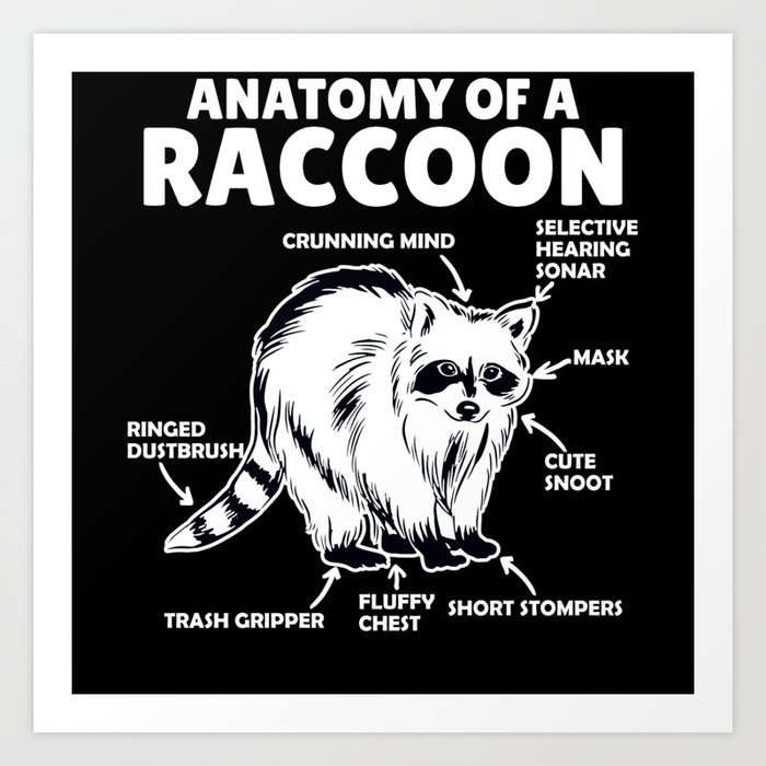 Sweet Raccoon Explanation Anatomy Of A Raccoon Art Print