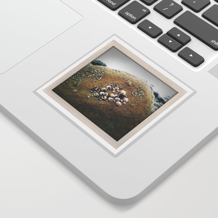 California Coast III: Beach photo of shell-covered rock, perfect for your wall or as a gift! Sticker