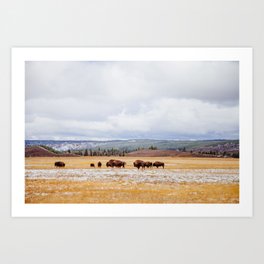 Bison roaming in Yellowstone  Art Print