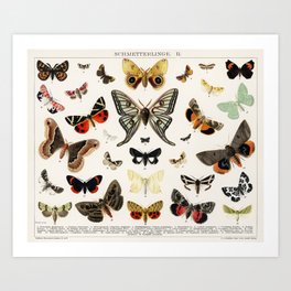 1894 Antique Butterfly Classification Illustration Art Print