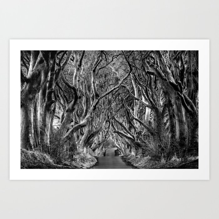 Avenue of trees Art Print