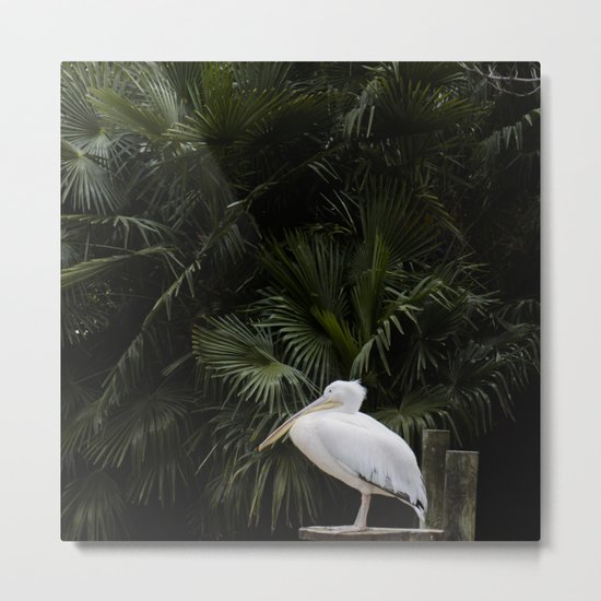 Pelican Metal Print