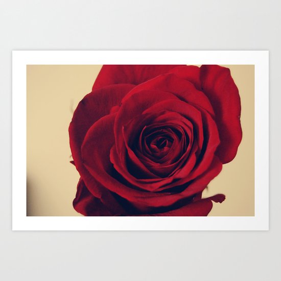 Head-on Rose Art Print