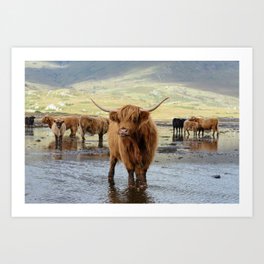 Highland Herd Art Print