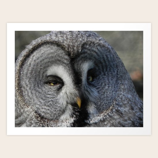 Sleepy bird Art Print