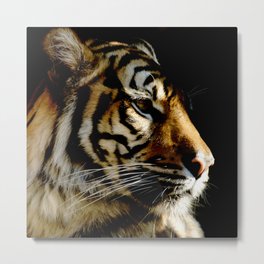 Close-up of Sumatran tiger on a black background Metal Print