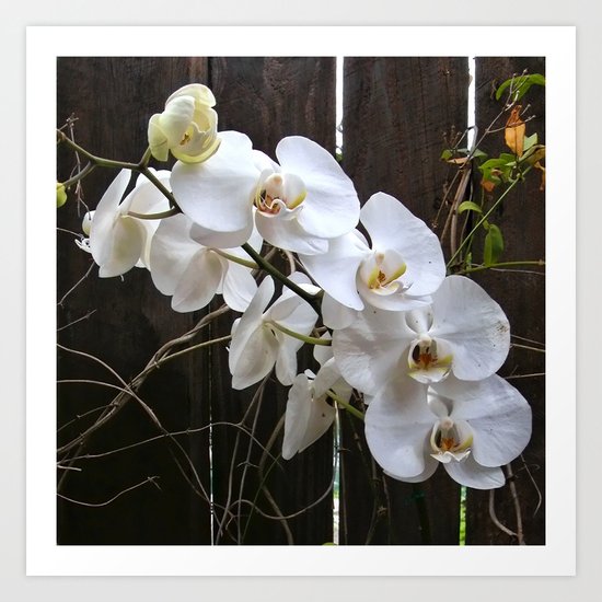 White Orchid Art Print