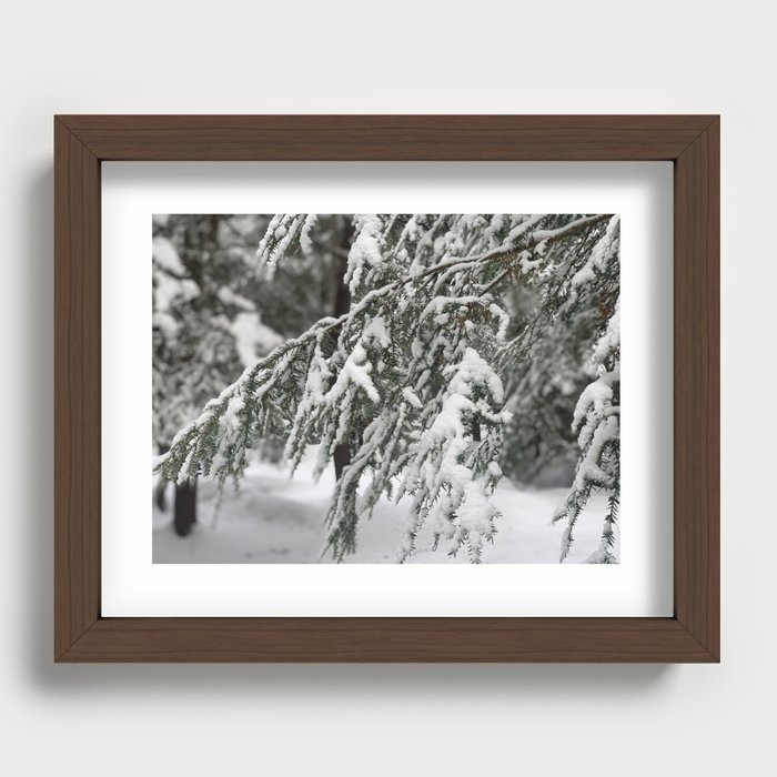 Snowflakes on a Wet, Black Bough Recessed Framed Print