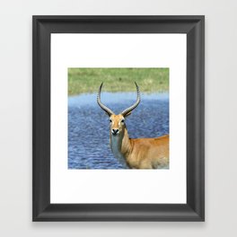 South Africa Photography - Beautiful Puku Standing By The Sea Framed Art Print