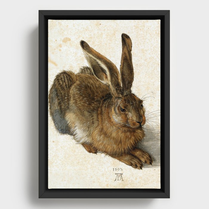 Albrecht Durer - Hare Framed Canvas