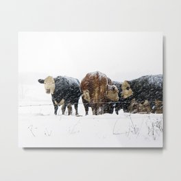 Cattle in a Snowstorm in SouthWest Michigan Metal Print