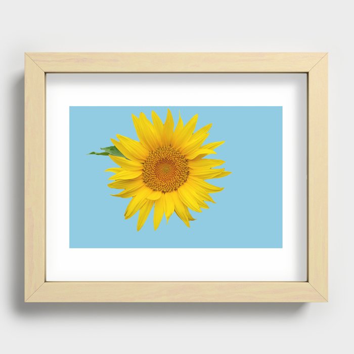 Garden Sunflower  Recessed Framed Print