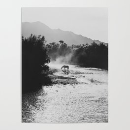Black & White Arizona Wild Horse along the Salt River Mountains Poster