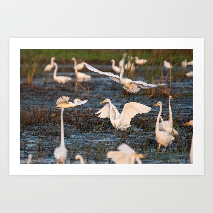 White Egret landing in a marsh filled with other egrets Art Print