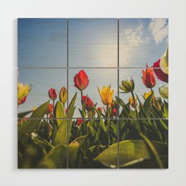 Bright colored Tulips in Holland  Wood Wall Art
