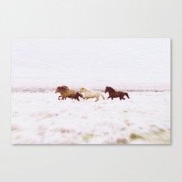 WILD AND FREE 5 - HORSES OF ICELAND Canvas Print