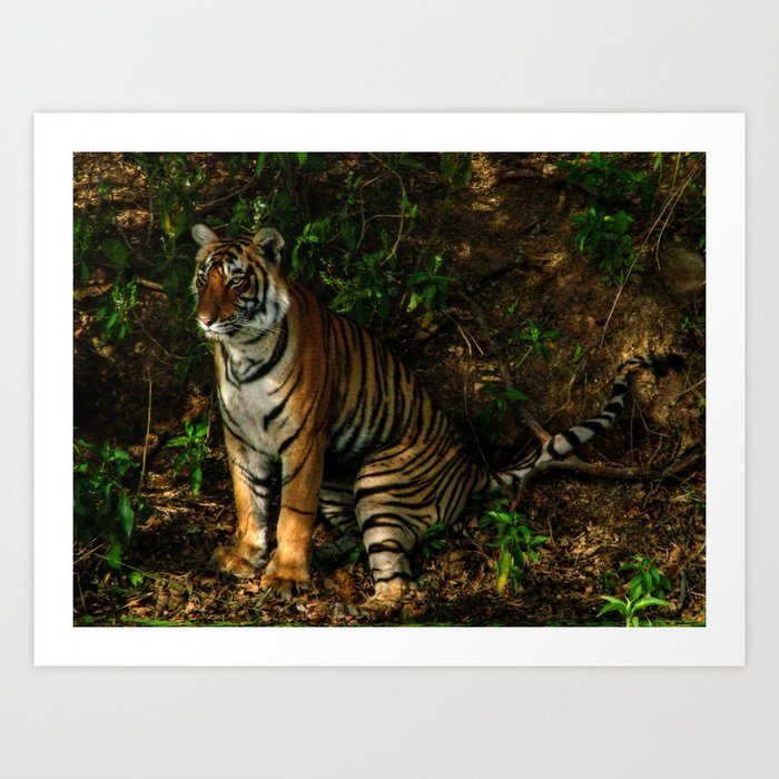 The Royal Bengal Tiger  Art Print