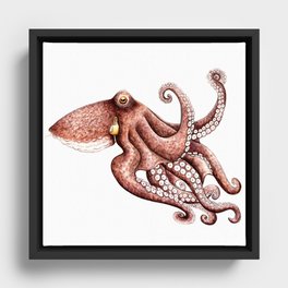 Octopus (Octopus vulgaris) Framed Canvas