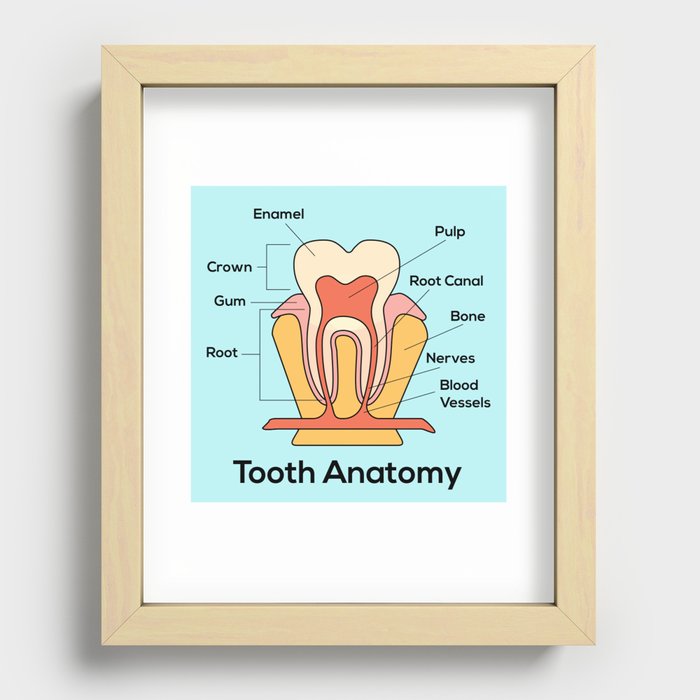 tooth anatomy Recessed Framed Print
