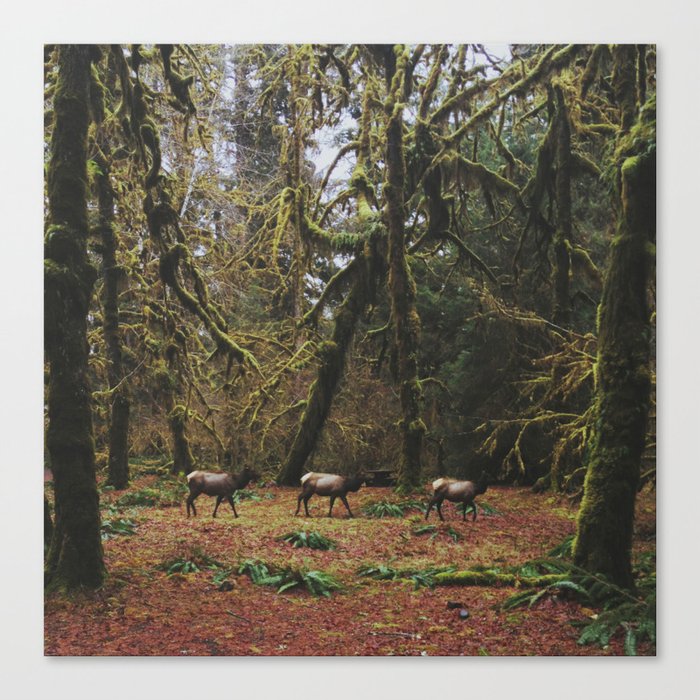 Rainforest Elk Canvas Print