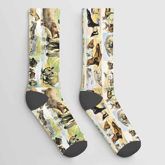 Adolphe Millot "Mammals" 2. Socks