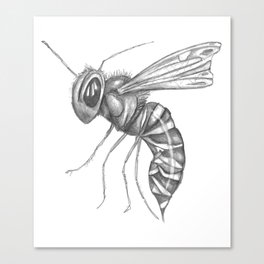 Wasp Canvas Print