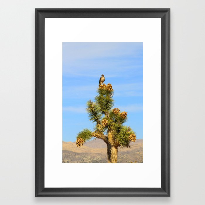 Red Tailed Hawk in the Desert Framed Art Print