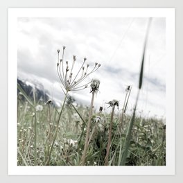 Mountain Wildflowers Art Print