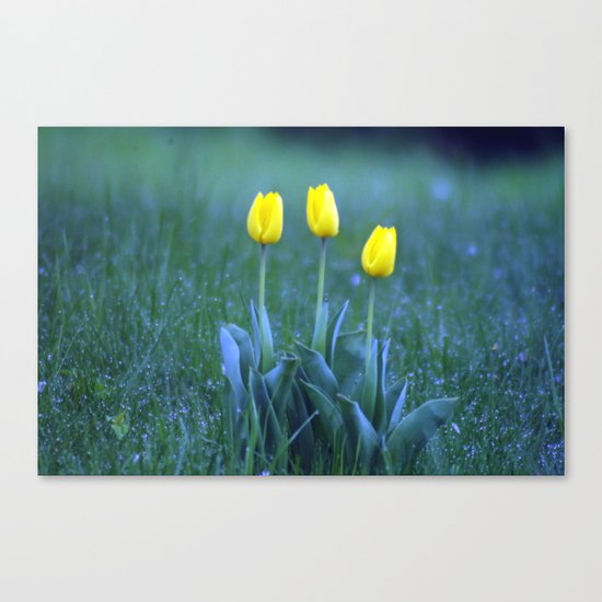 yellow flowers. Canvas Print