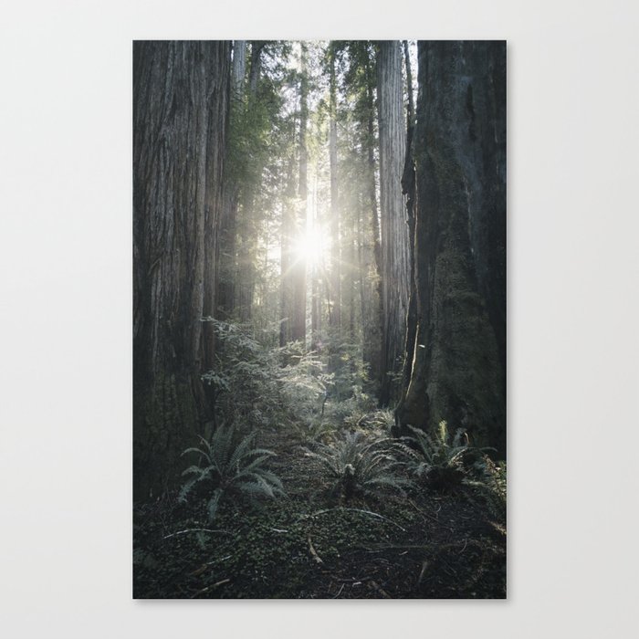 ferns and forest flare Canvas Print