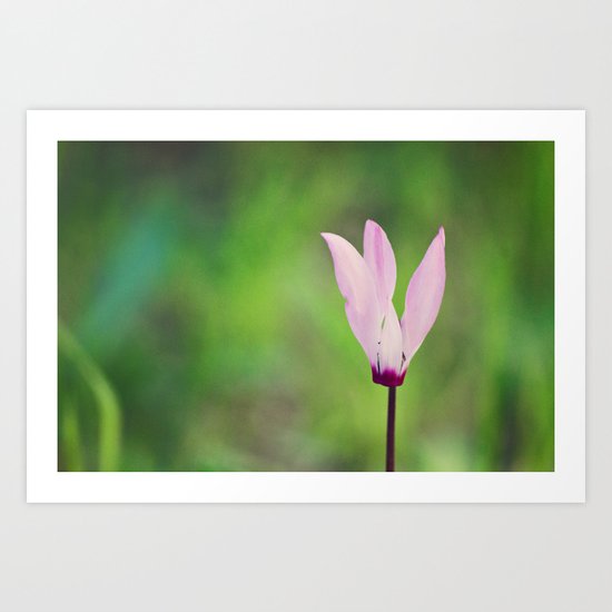 Pink Cyclamen Art Print