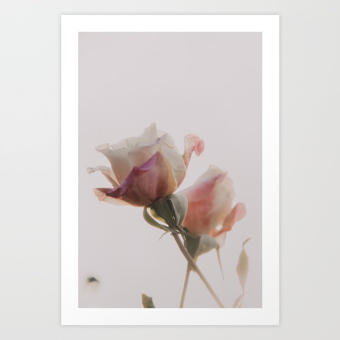 FLOWER • Rose Photography #27 •  Vintage Art Print