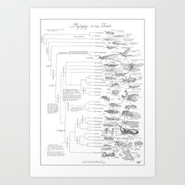 Phylogeny of the Insects Art Print