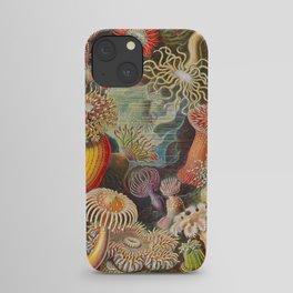 Ernst Haeckel Sea Anemones Vintage Illustration iPhone Case
