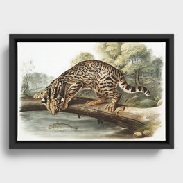 Ocelot or Leopard-Cat of North America (1845) illustrated by john james audubon Framed Canvas
