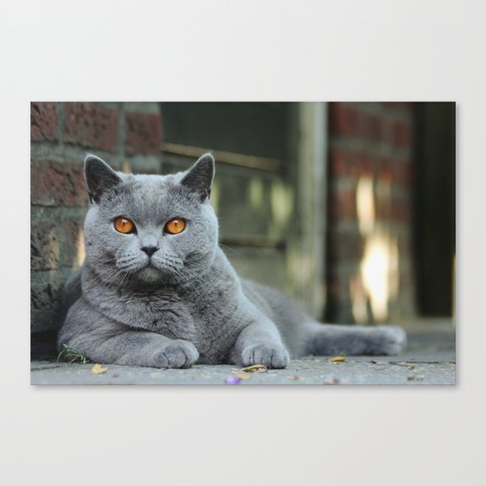Diesel the cat ! Canvas Print