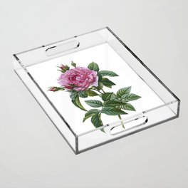 Vintage Pink French Rose Botanical Illustration on Pure White Acrylic Tray