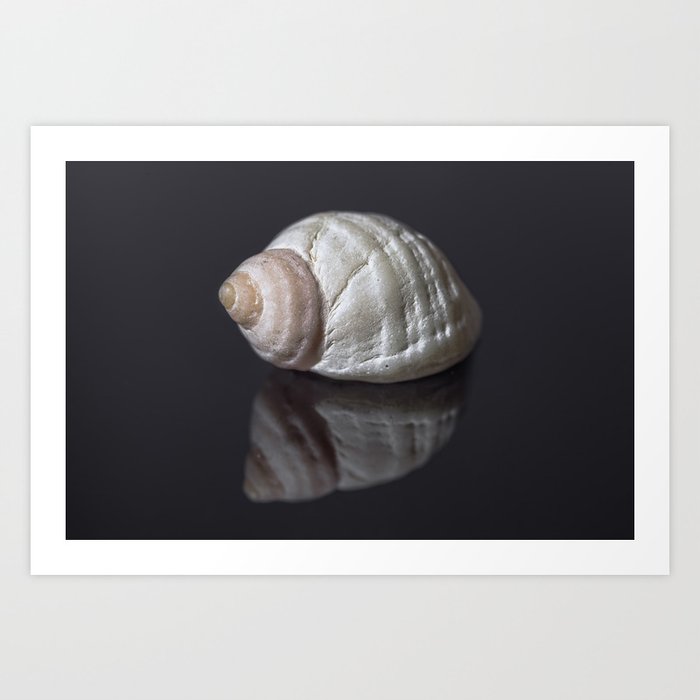 Seashell snail reflection Art Print