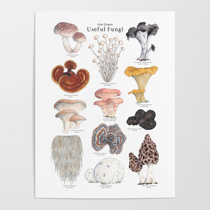 Useful Fungi Poster