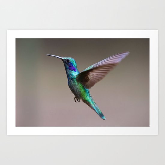 hummingbird Art Print