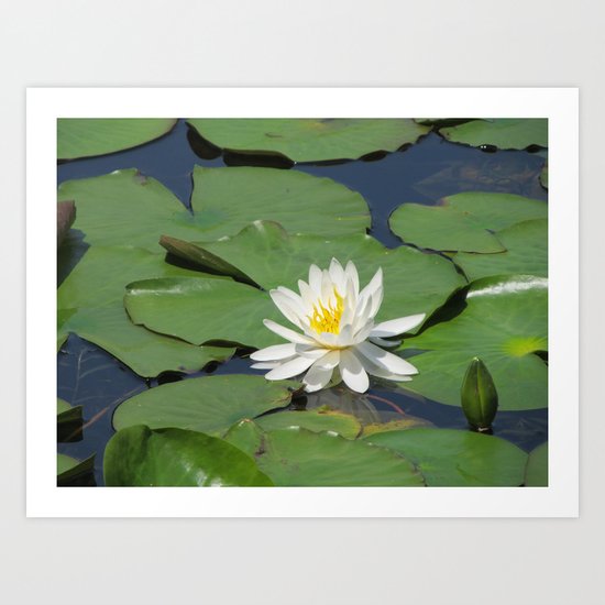 Waterlily Art Print