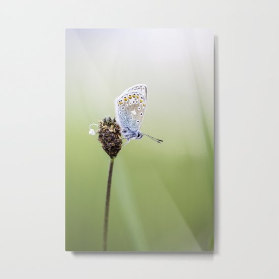 Common Blue Butterfly Metal Print