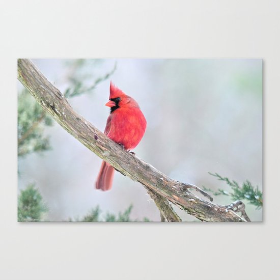Cardinal: "Do You Hear What I Hear?" Canvas Print