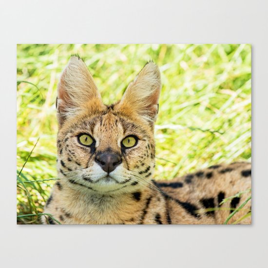 SERVAL BEAUTY Canvas Print
