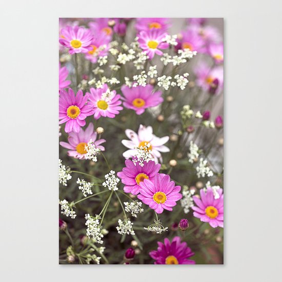 Pink Daisy Wildflower Summer Meadow Canvas Print